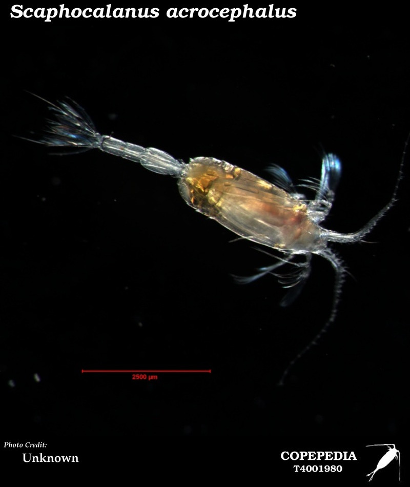 Scaphocalanus acrocephalus; DISPLAY FULL IMAGE.