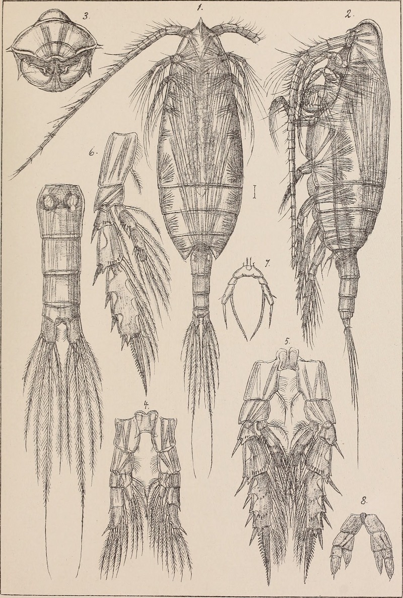 Scaphocalanus acrocephalus; DISPLAY FULL IMAGE.