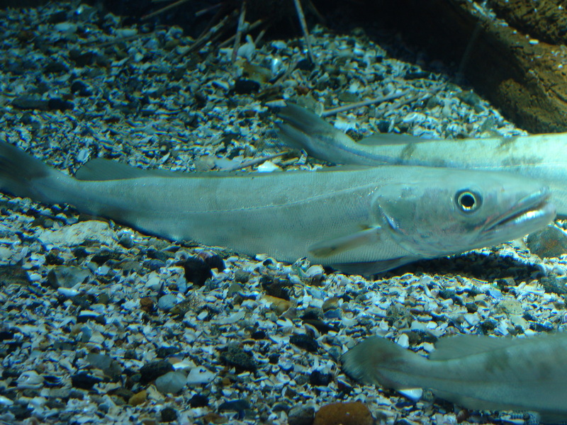 Merluccius merluccius, European hake; DISPLAY FULL IMAGE.