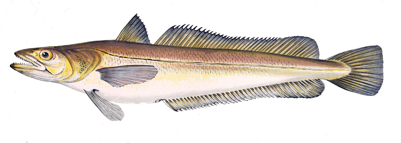 Merluccius merluccius, European hake; DISPLAY FULL IMAGE.