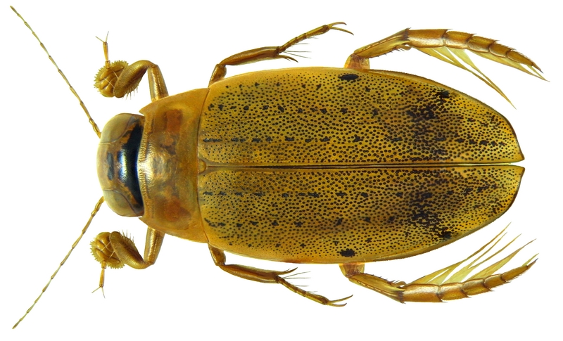 Eretes australis male; DISPLAY FULL IMAGE.