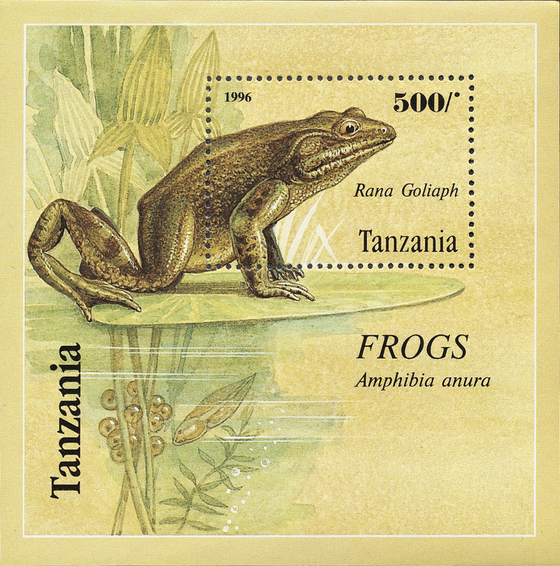 goliath frog, giant slippery frog (Conraua goliath); DISPLAY FULL IMAGE.