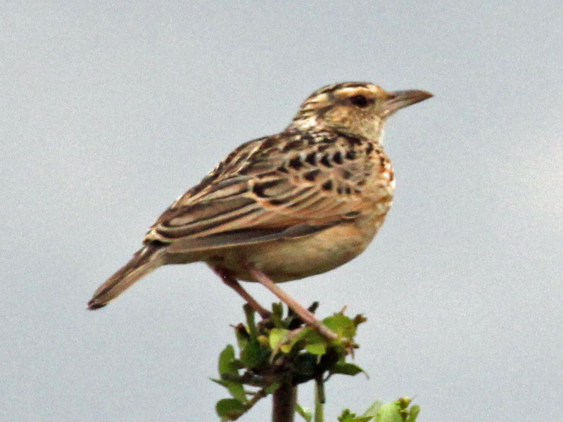 singing bush lark (Mirafra cantillans); DISPLAY FULL IMAGE.