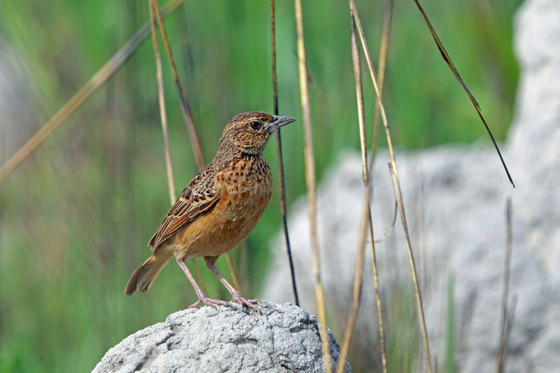 flappet lark (Mirafra rufocinnamomea); DISPLAY FULL IMAGE.