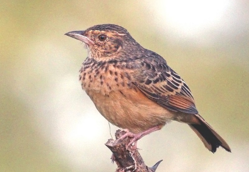 Rwenzori flappet lark (Mirafra rufocinnamomea kawirondensis); DISPLAY FULL IMAGE.