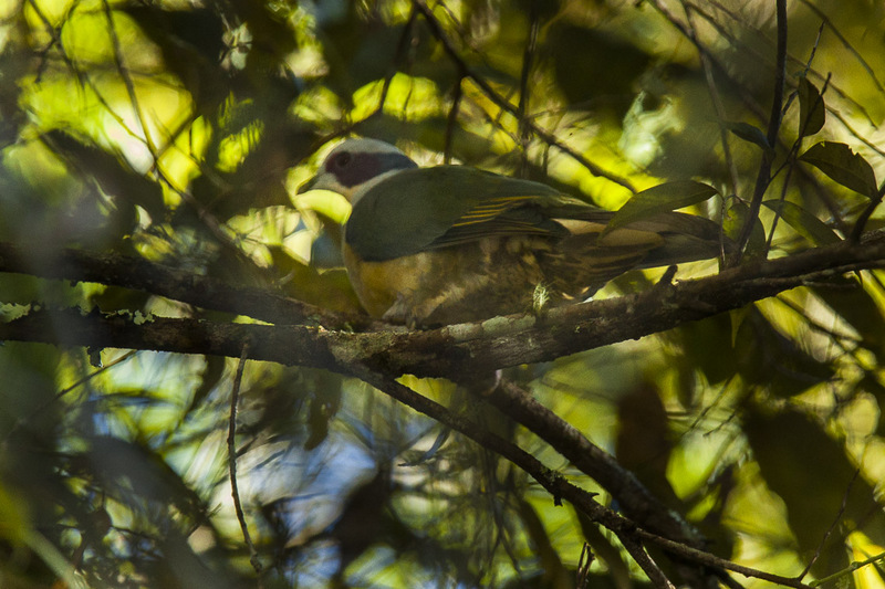 red-eared fruit dove (Ptilinopus fischeri); DISPLAY FULL IMAGE.