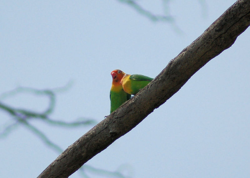 Fischer's lovebird (Agapornis fischeri); DISPLAY FULL IMAGE.