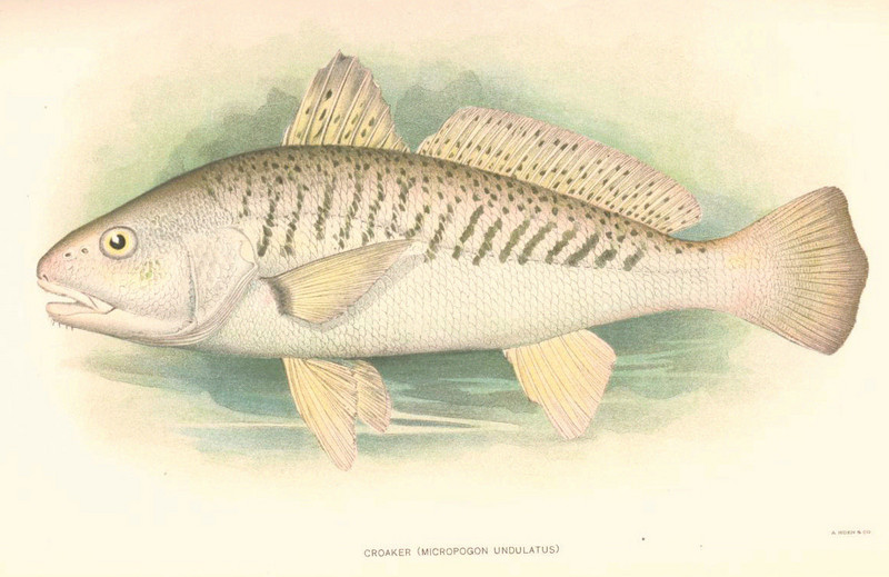 Micropogonias undulatus, Atlantic croaker; DISPLAY FULL IMAGE.