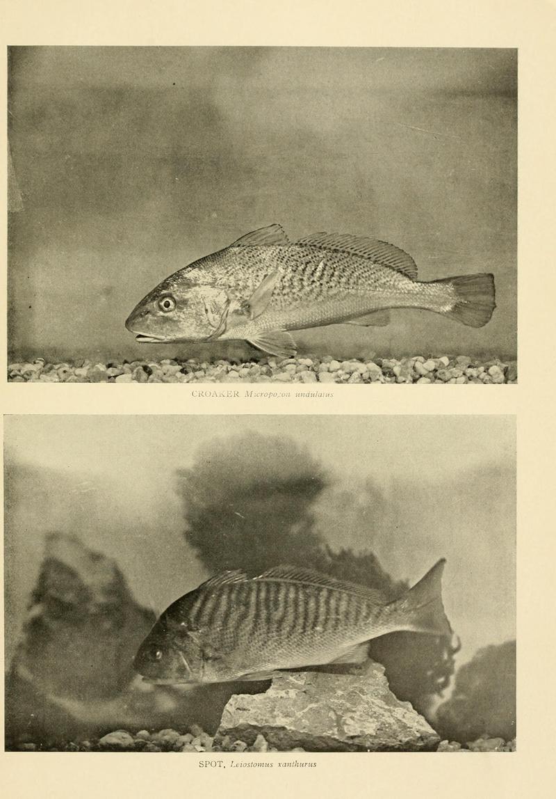 Micropogonias undulatus (Atlantic croaker), Leiostomus xanthurus (Spot croaker); DISPLAY FULL IMAGE.