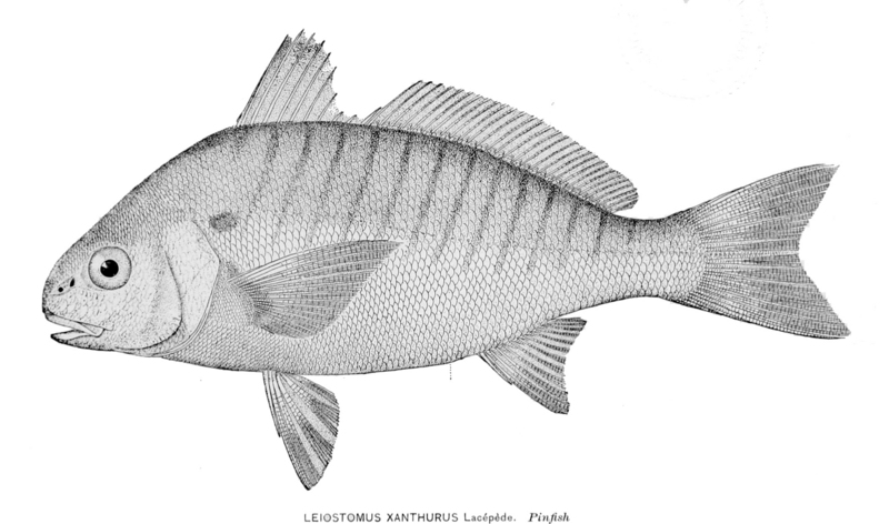 Leiostomus xanthurus, Spot croaker; DISPLAY FULL IMAGE.