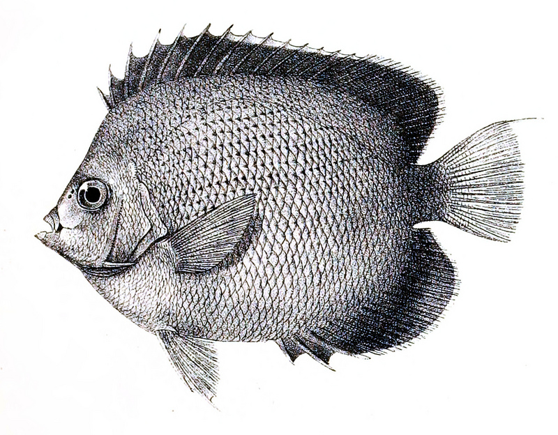 Apolemichthys xanthurus, Indian yellowtail angelfish; DISPLAY FULL IMAGE.