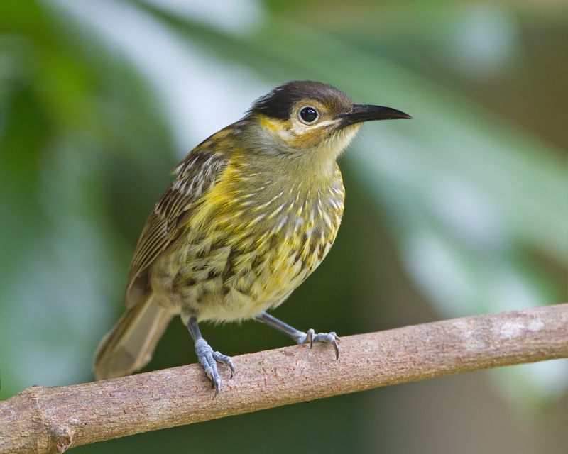 Macleay's honeyeater (Xanthotis macleayanus); DISPLAY FULL IMAGE.