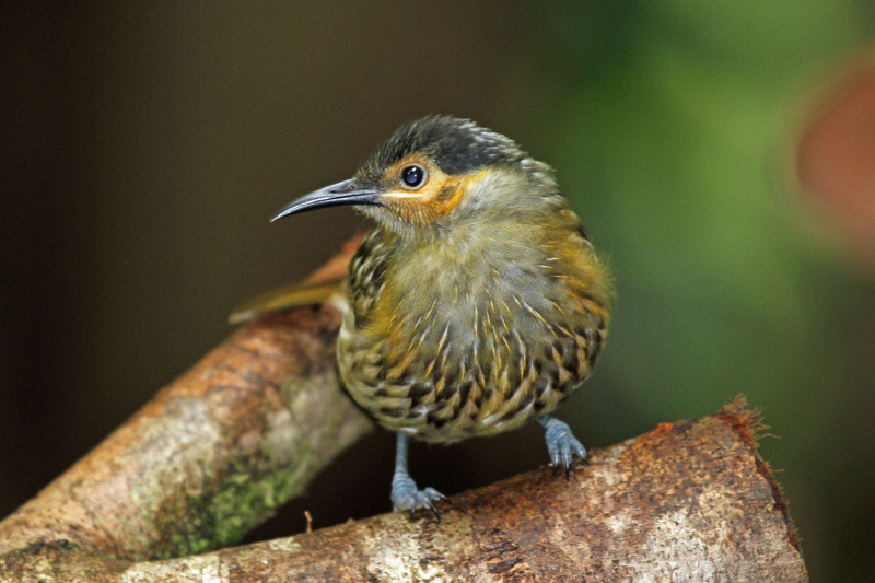 Macleay's honeyeater (Xanthotis macleayanus); DISPLAY FULL IMAGE.