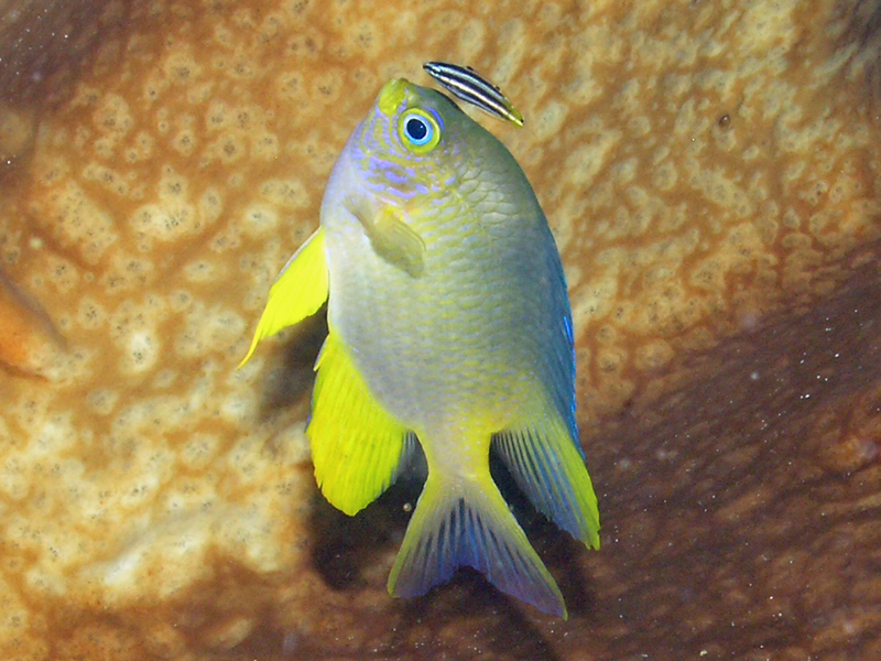 yellowtail tubelip (Diproctacanthus xanthurus), lemon damselfish (Pomacentrus moluccensis); DISPLAY FULL IMAGE.