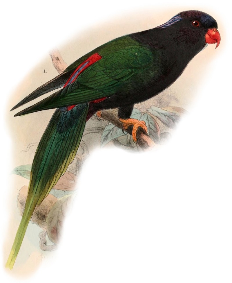 Stella's lorikeet (Charmosyna papou stellae); DISPLAY FULL IMAGE.