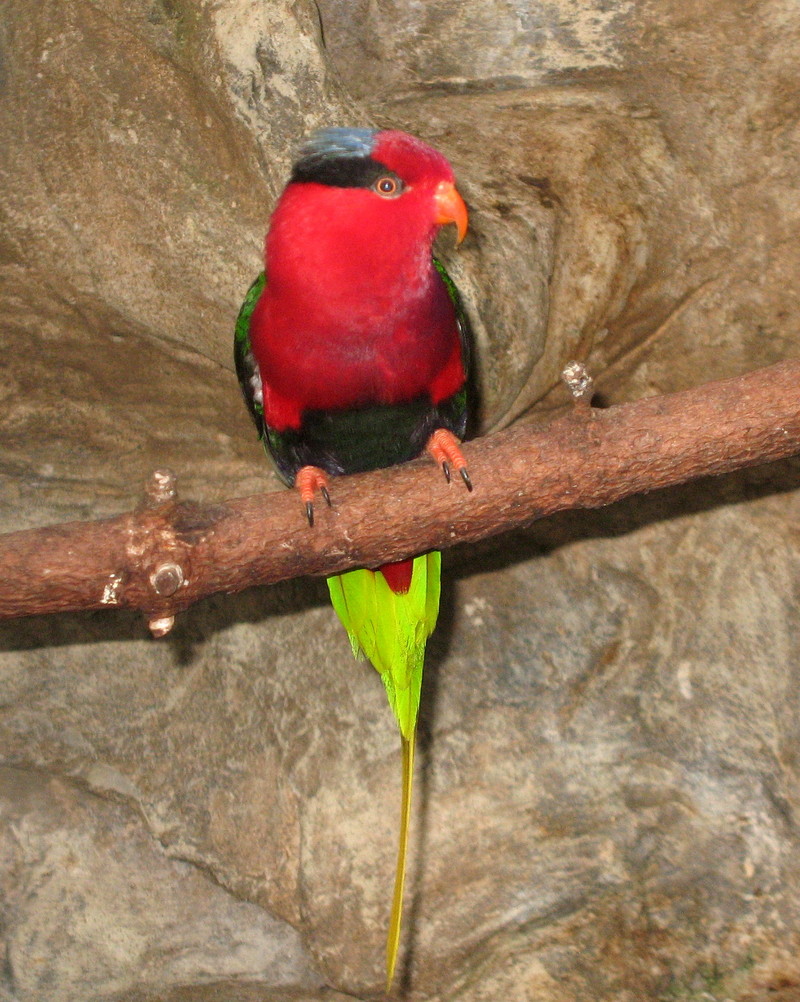 Mount-Goliath lorikeet (Charmosyna papou goliathina); DISPLAY FULL IMAGE.