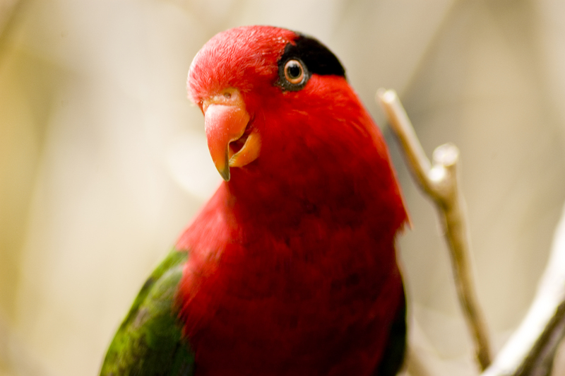 Papuan lorikeet, Papuan lory (Charmosyna papou); DISPLAY FULL IMAGE.