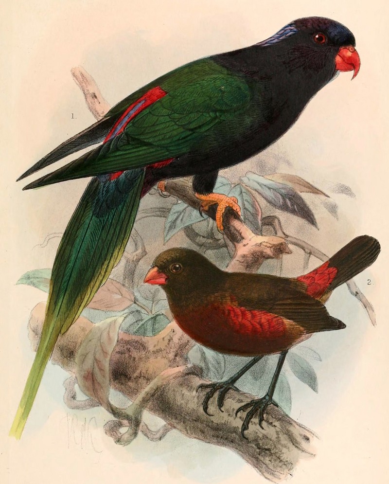 Stella's lorikeet (Charmosyna papou stellae), mountain firetail (Oreostruthus fuliginosus); DISPLAY FULL IMAGE.