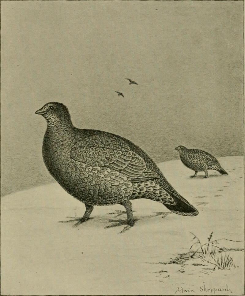 sooty grouse (Dendragapus fuliginosus); DISPLAY FULL IMAGE.