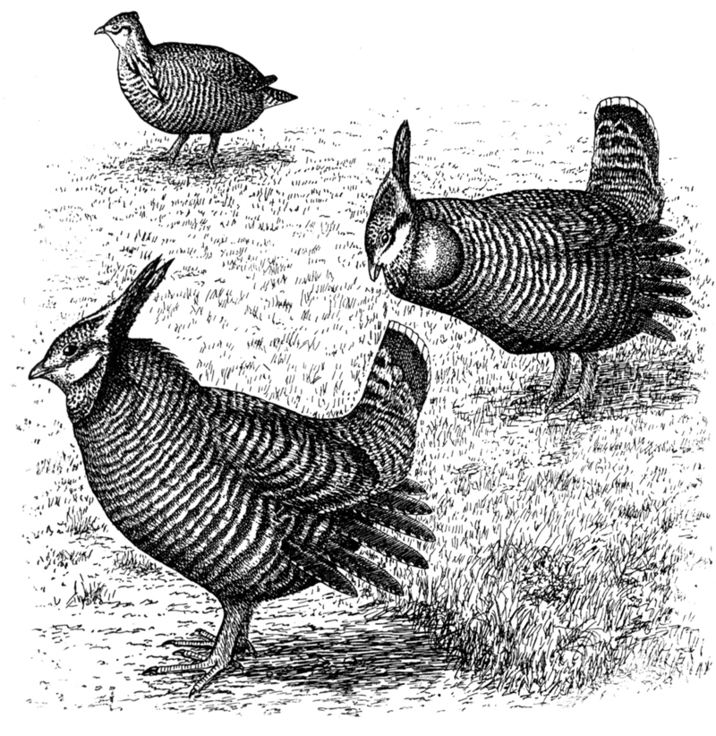 greater prairie chicken, pinnated grouse, boomer (Tympanuchus cupido); DISPLAY FULL IMAGE.