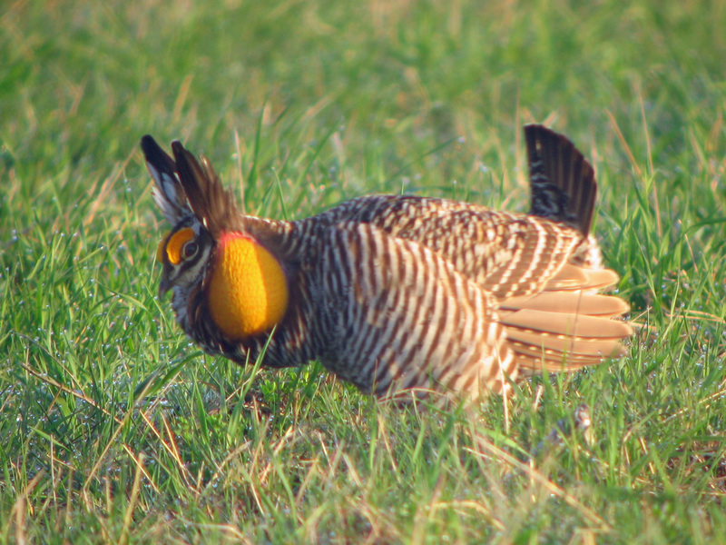 Attwater's prairie chicken (Tympanuchus cupido attwateri); DISPLAY FULL IMAGE.