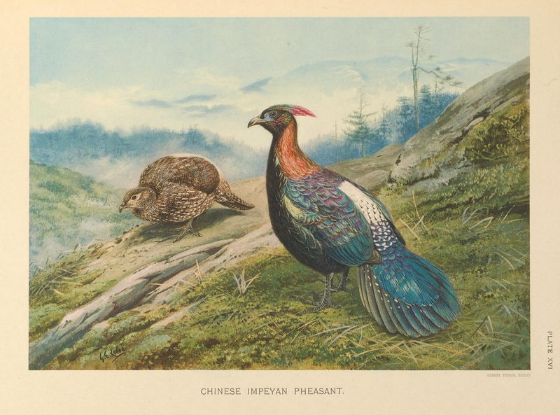 Chinese monal (Lophophorus lhuysii); DISPLAY FULL IMAGE.