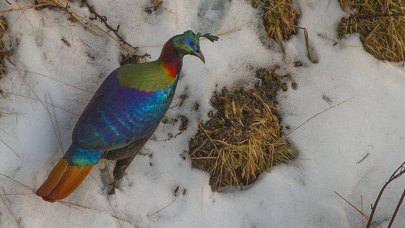 Himalayan monal, Impeyan monal (Lophophorus impejanus); DISPLAY FULL IMAGE.