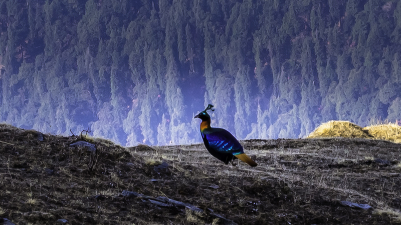 Himalayan monal, Impeyan monal (Lophophorus impejanus); DISPLAY FULL IMAGE.