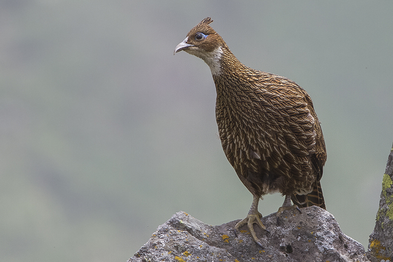 Himalayan monal, Impeyan monal (Lophophorus impejanus); DISPLAY FULL IMAGE.