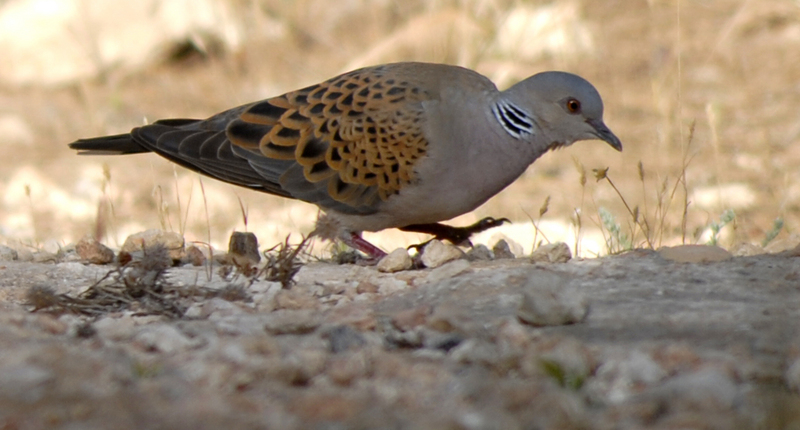 European turtle dove (Streptopelia turtur); DISPLAY FULL IMAGE.