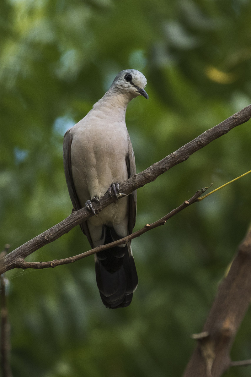 black-billed wood dove (Turtur abyssinicus); DISPLAY FULL IMAGE.