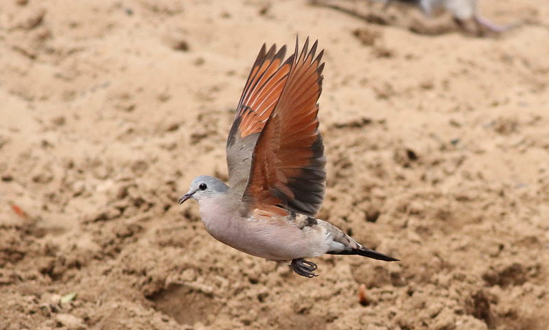 emerald-spotted wood dove (Turtur chalcospilos); DISPLAY FULL IMAGE.