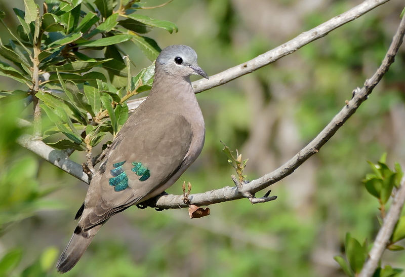 emerald-spotted wood dove (Turtur chalcospilos); DISPLAY FULL IMAGE.