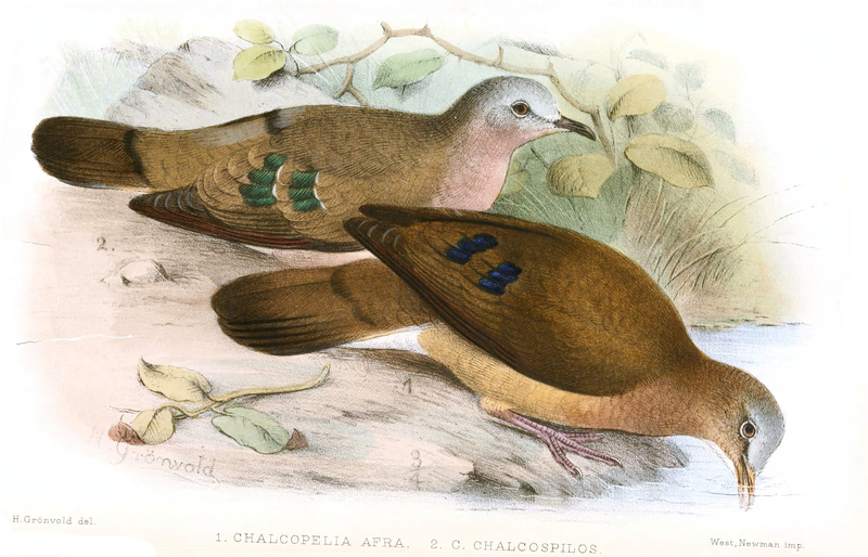 blue-spotted wood dove (Turtur afer); DISPLAY FULL IMAGE.