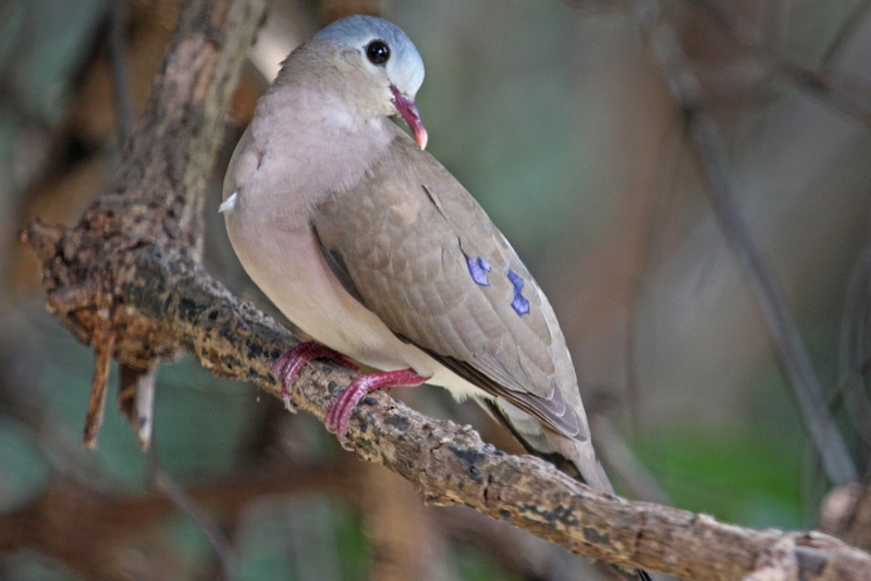 blue-spotted wood dove (Turtur afer); DISPLAY FULL IMAGE.