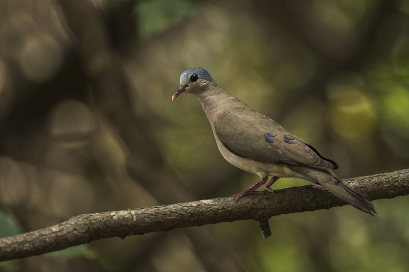 blue-spotted wood dove (Turtur afer); DISPLAY FULL IMAGE.