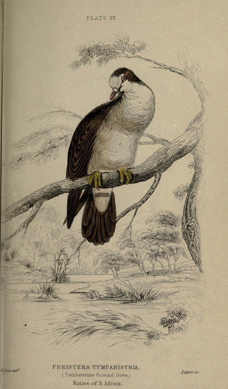 tambourine dove (Turtur tympanistria); DISPLAY FULL IMAGE.