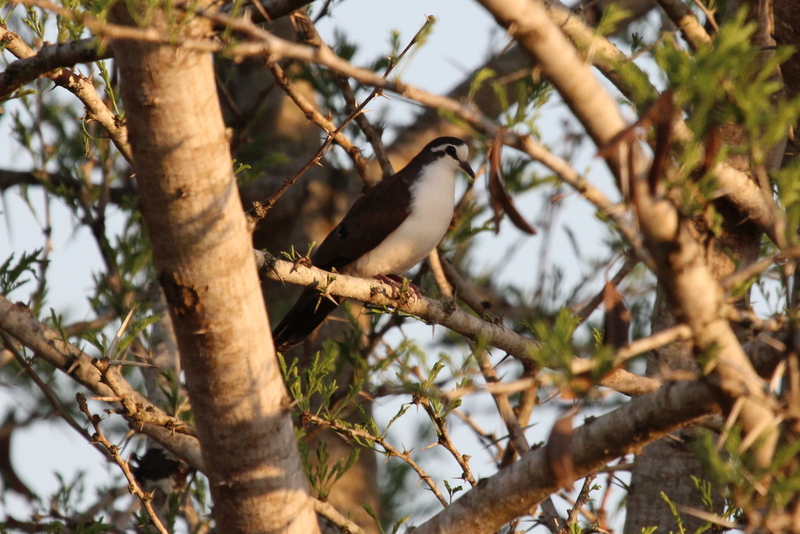 tambourine dove (Turtur tympanistria); DISPLAY FULL IMAGE.
