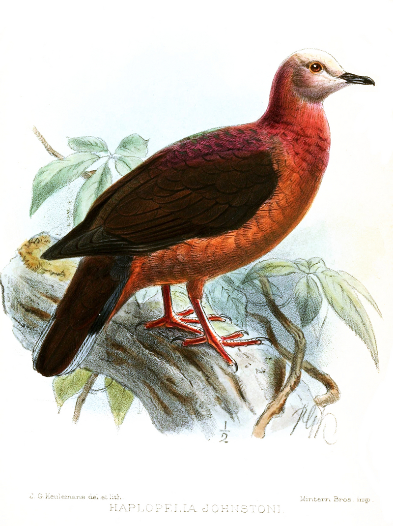 lemon dove, cinnamon dove (Columba larvata); DISPLAY FULL IMAGE.