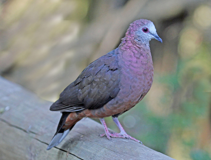 lemon dove, cinnamon dove (Columba larvata); DISPLAY FULL IMAGE.