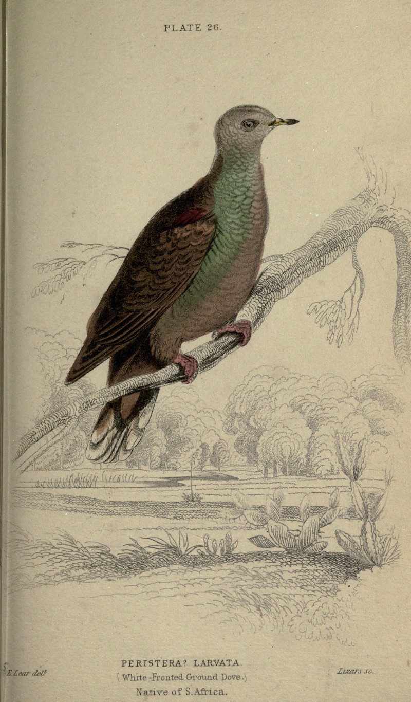 lemon dove, cinnamon dove (Columba larvata); DISPLAY FULL IMAGE.