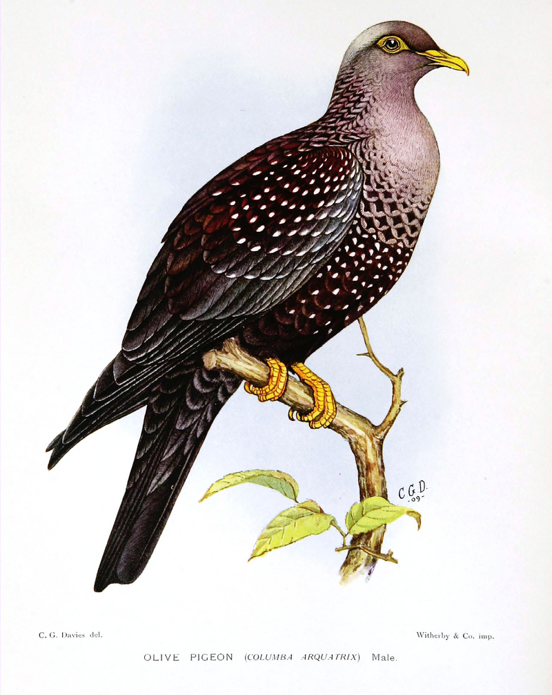 African olive pigeon, Rameron pigeon (Columba arquatrix); DISPLAY FULL IMAGE.