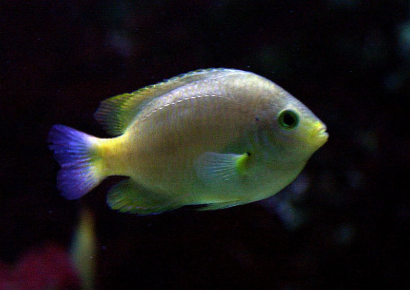 Pomacentrus moluccensis, lemon damselfish; DISPLAY FULL IMAGE.