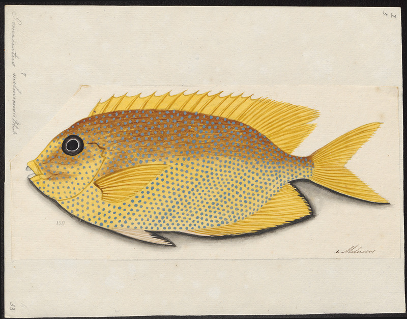 Pomacentrus moluccensis, lemon damselfish; DISPLAY FULL IMAGE.