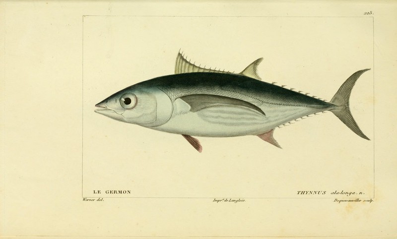 albacore, bonito, longfin tuna (Thunnus alalunga); DISPLAY FULL IMAGE.