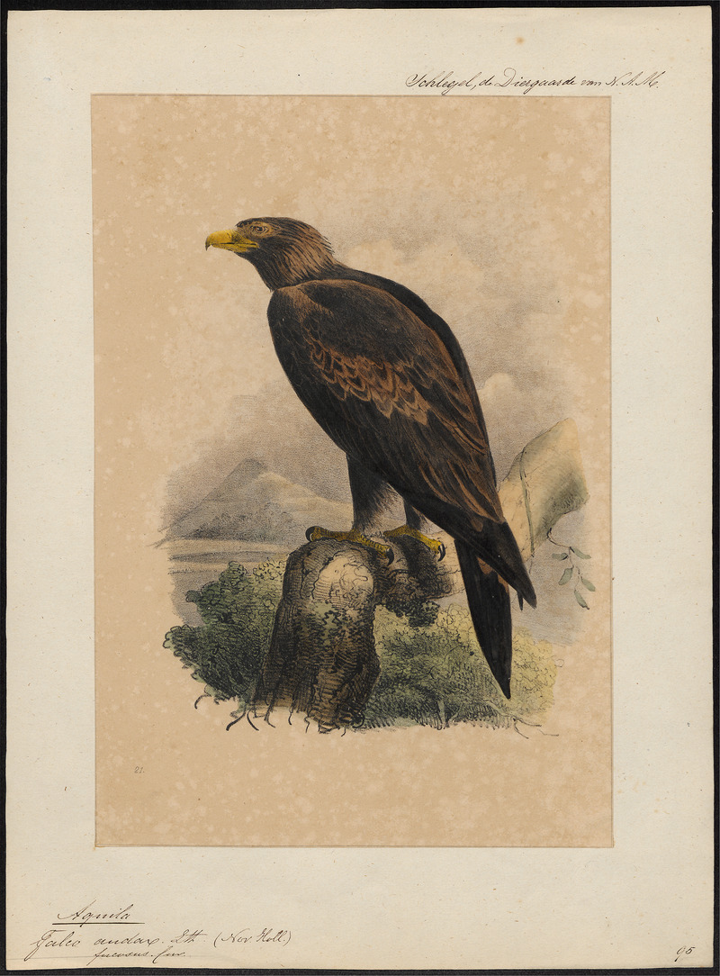 wedge-tailed eagle, eaglehawk, bunjil (Aquila audax); DISPLAY FULL IMAGE.