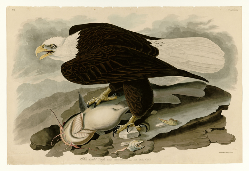 bald eagle (Haliaeetus leucocephalus); DISPLAY FULL IMAGE.