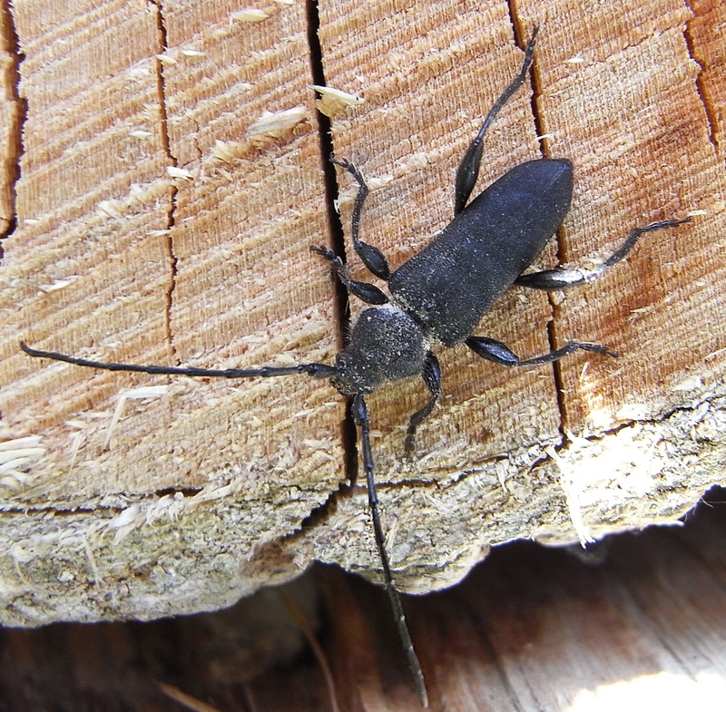 Ropalopus macropus; DISPLAY FULL IMAGE.