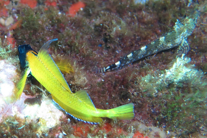 Tripterygion delaisi, Black-faced blenny; DISPLAY FULL IMAGE.