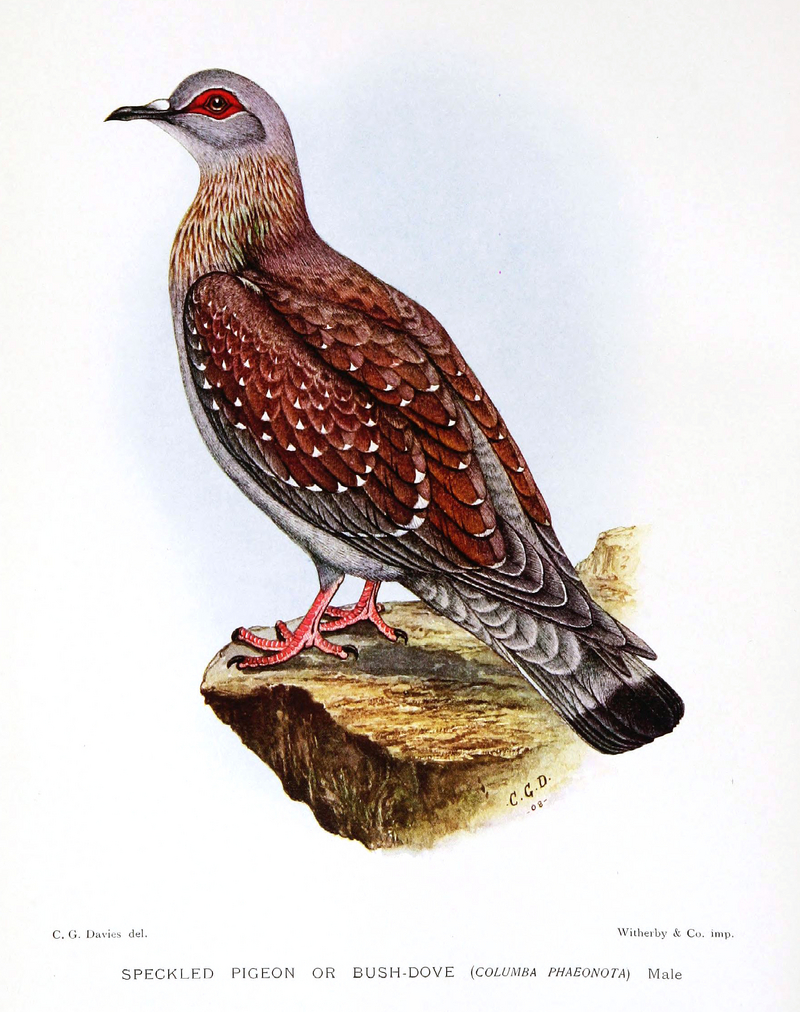 speckled pigeon, African rock pigeon (Columba guinea); DISPLAY FULL IMAGE.